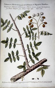 Opobalsamum (Rama con seve) - En "Historia botanica pratica, seu plantarum, quae ad usum medianae relevant, nomenclatura, descriptio et virtutes..." de Giovanni Battista Morandi (? - 1761) de Giovanni Battista Morandi