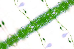 Antinatural 67