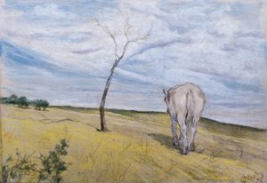Caballo blanco