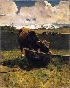Vaca marrón en el abrevadero