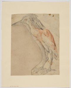 Garza, anverso de Giovanni da Udine (after)