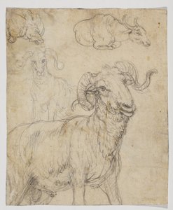Carnero y búfalo, reverso de Giovanni da Udine (after)