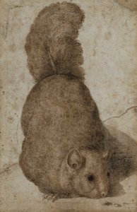 Una ardilla (pluma y tinta) de Giovanni da Udine (attr. to)