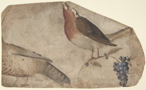 Pájaro comiendo uvas recto, Tigresa verso, 1487-1564