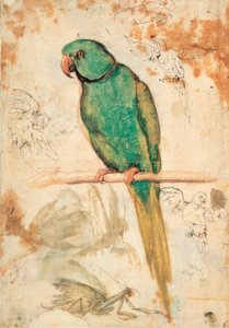 Loro verde y bocetos de loros y mantis religiosas