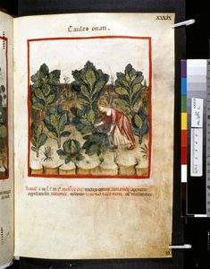 Theatrum sanitatis de Ububchasym de Baldach: "Caules Onati", primera década del siglo XIV (miniatura)