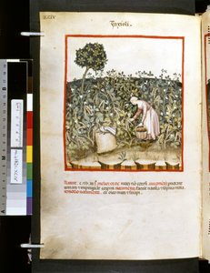 Theatrum sanitatis de Ububchasym de Baldach: "Faxioli", primera década del siglo XIV (miniatura)