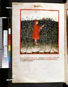 Theatrum sanitatis de Ububchasym de Baldach: "Feniculus", primera década del siglo XIV (miniatura) de Giovannino de