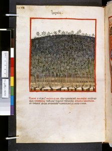 Theatrum sanitatis de Ububchasym de Baldach: "Lupini", primera década del siglo XIV (miniatura)