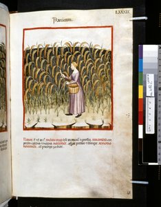 Theatrum sanitatis de Ububchasym de Baldach: "Panicum", primera década del siglo XIV (miniatura)