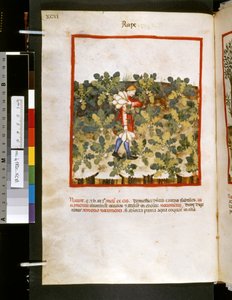 Theatrum sanitatis de Ububchasym de Baldach: "Violación", primera década del siglo XIV (miniatura) de Giovannino de