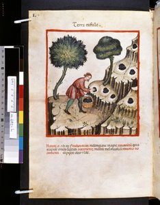 Theatrum sanitatis de Ububchasym de Baldach: "Terra Tufule", primera década del siglo XIV (miniatura) de Giovannino de
