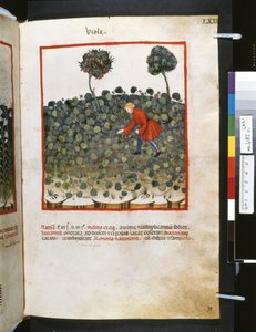 Theatrum sanitatis de Ububchasym de Baldach: "Viole", primera década del siglo XIV (miniatura) de Giovannino de