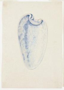 Visión general de la concha alargada de lavanda de Giuseppe Grisoni