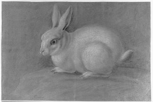 Conejo blanco