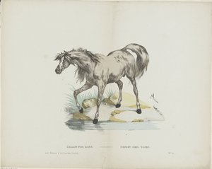 Étalon pur sang / Semental de sangre entera (título en el objeto) de Glenisson and Van Genechten