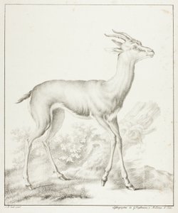 Antílope de Gottfried Engelmann