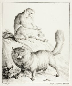 Gato y mono de Gottfried Engelmann