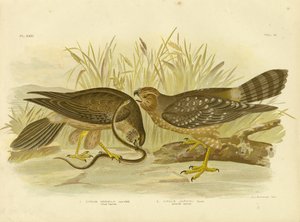 Aguilucho pálido o aguilucho manchado, 1891 de Gracius Broinowski