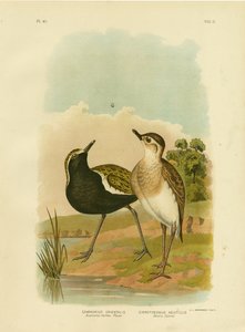 Chorlito dorado australiano o chorlito dorado del Pacífico, 1891 de Gracius Broinowski