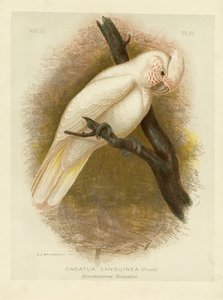 Cacatúa manchada de sangre