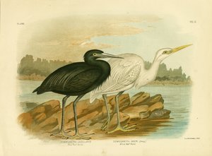Garza de arrecife azul, 1891 de Gracius Broinowski