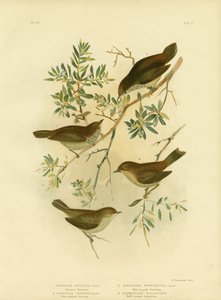 Inland Thornbill o Broad-Tailed Thornbill de Gracius Broinowski