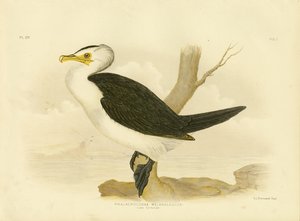 Cormorán pequeño, 1891 de Gracius Broinowski