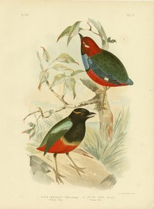 Pitta de Macklot, 1891 de Gracius Broinowski