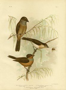 Olivaceous Thickhead o Olive Whistler, 1891 de Gracius Broinowski