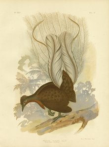 Ave lira del Príncipe Alberto, 1891