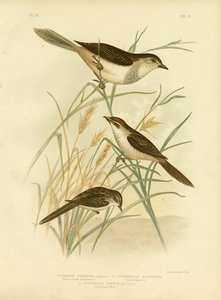 Cincloramphus Rojizo o Alondra Cantora Rojiza, 1891 de Gracius Broinowski