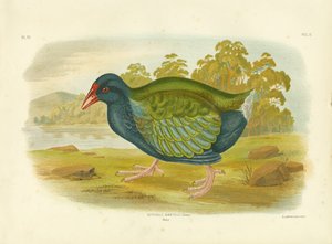 Takahe, 1891 de Gracius Broinowski