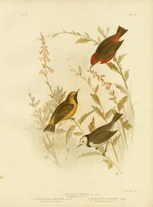 Ephthianura tricolor, 1891 de Gracius Broinowski
