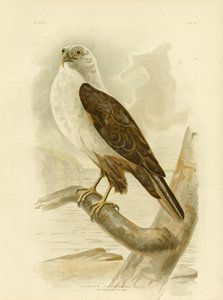 Águila marina de pecho blanco, 1891