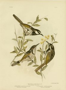 Mielero de mejillas blancas, 1891