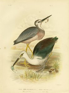 Garza de cara blanca, 1891 de Gracius Broinowski