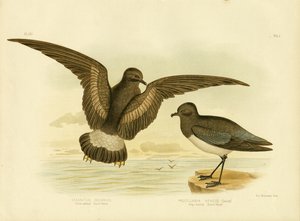Petrel de tormenta de patas amarillas, 1891 de Gracius Broinowski
