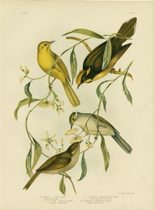 Mielero amarillo, 1891