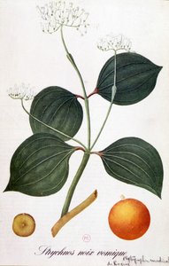 Hoja, flores y fruto de estricnos (nuez vómica) - en “Flores Animadas” por Grandville, s.f. siglo XIX