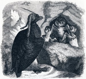 El águila y el búho, ilustración de 