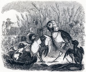 La alondra y sus crías, con el dueño del campo - Fábulas de La Fontaine