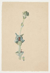 Estudio de una flor de Gudrun Traustedt