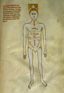 Anatomía y tablas quirúrgicas: localización de los órganos masculinos. En el "Liber notabilium Philippi septimi francorum regis, a libris Galieni extratus" de Gui de Pavia hacia 1345. Chantilly, Museo Conde de Guido da Vigevano da Pavia