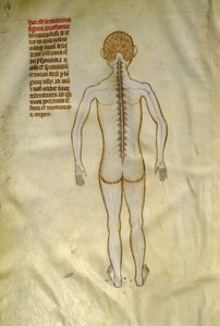 Anatomía y tablas quirúrgicas: médula espinal (en las vértebras de la columna vertebral). En el "Liber notabilium Philippi septimi francorum regis, a libris Galieni extratus" de Gui de Pavia hacia 1345. Chantilly, Museo Conde