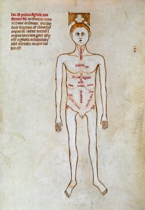 Cirugía: representación del cuerpo humano. Miniatura en el "Liber notabilium Philippi septimi francorum regis, a libris Galieni extractus" escrito por Gui (Guy) de Pavía de Guido da Vigevano da Pavia