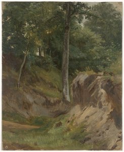 Arroyo seco en el bosque