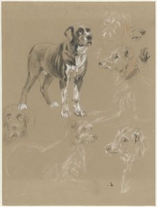 Estudios de un perro de Guillaume Anne van der Brugghen