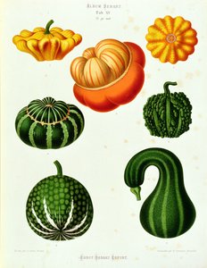 Marrows: del "Album Benary" Tab. XV de Guillaume Severeyns