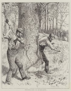 Escenas agrícolas, mayo, la cosecha de corteza de Gunning King